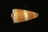 藏品(芋螺)的圖片